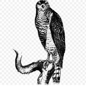 Free SVG Animal Prey Bird Hawk
